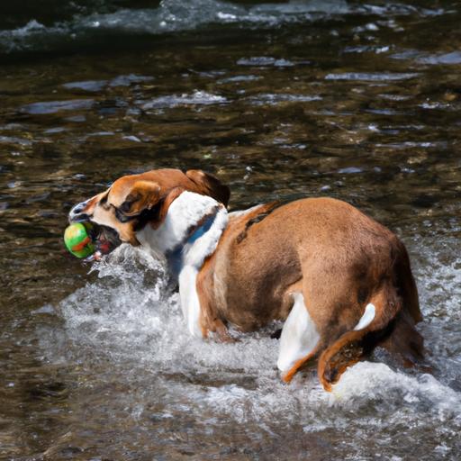 Con chó vui vẻ vẫy đuôi và nhảy múa trong dòng sông với một quả bóng trong miệng